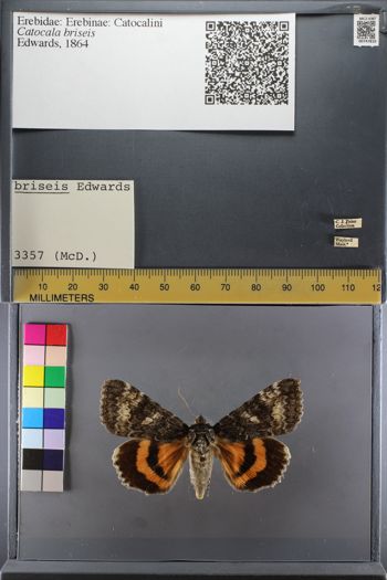 Media type: image;   Entomology 747810